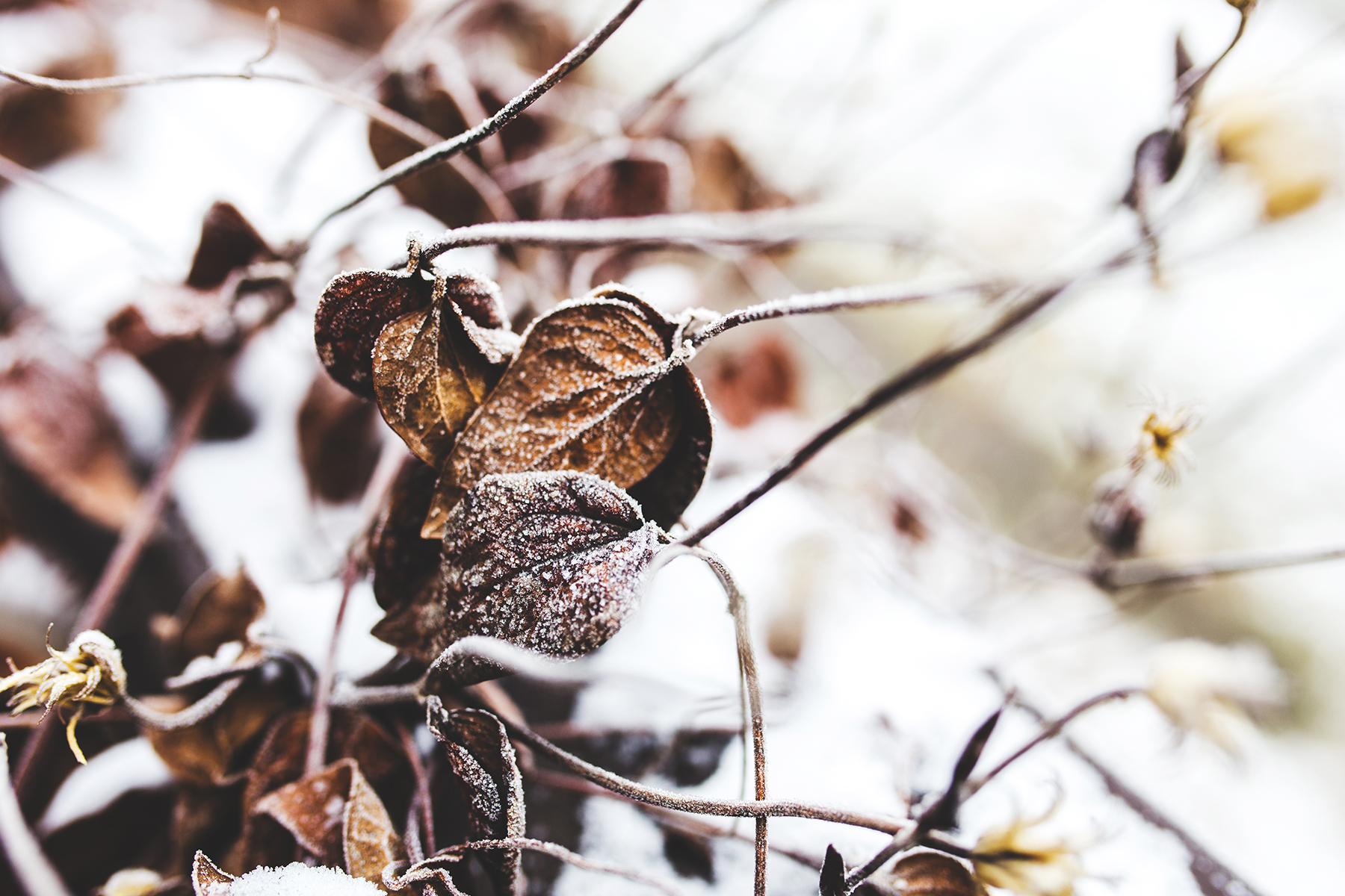 Winteronderhoud in de tuin