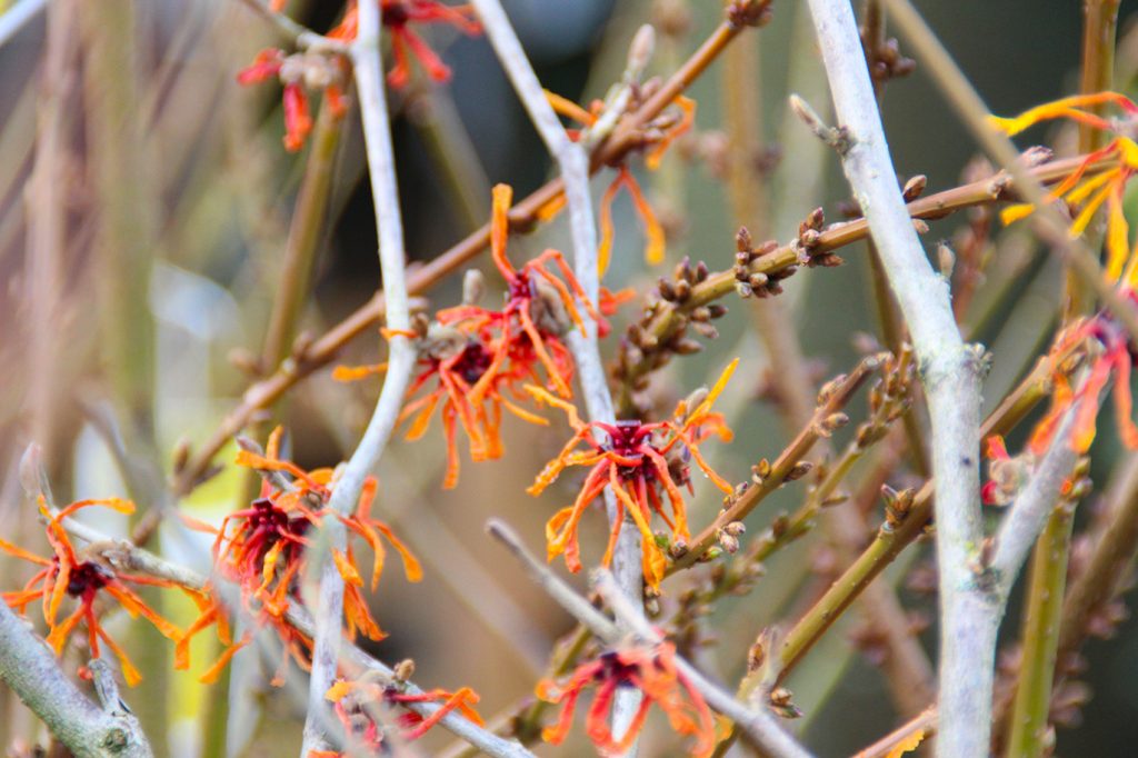 Oranje Winterbloeiende Heester