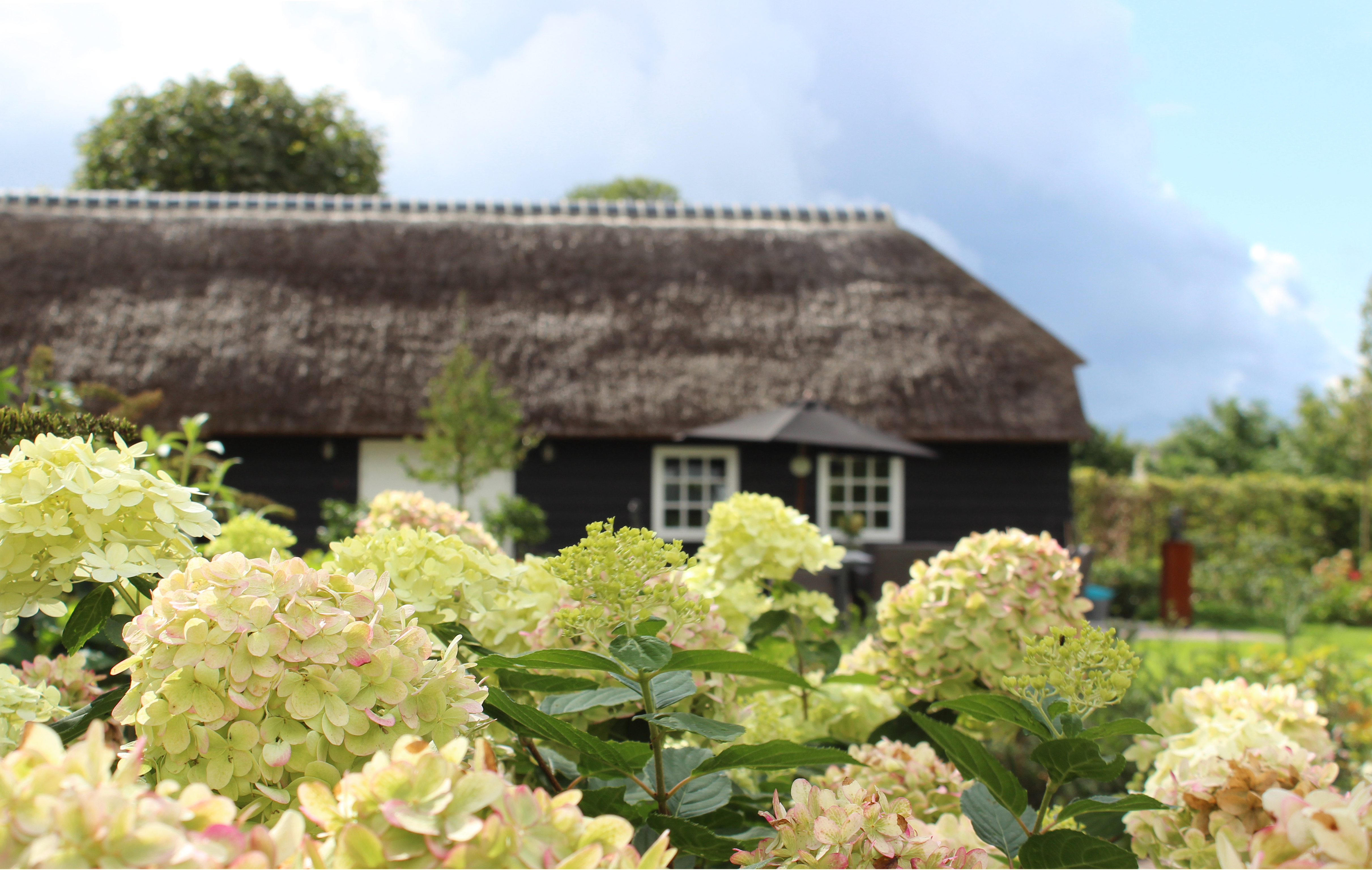 Wil je deze zomer een optimale tuin? Zorg voor een goed beplantingsplan