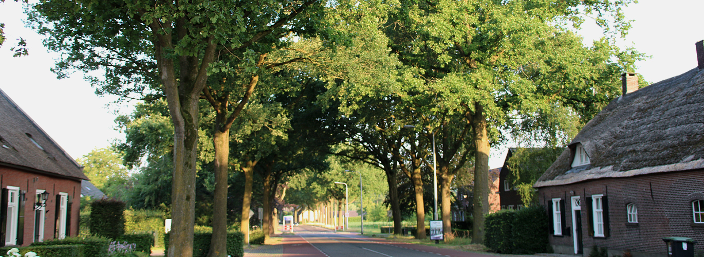 Op zoek naar schaduw? Neem een boom!