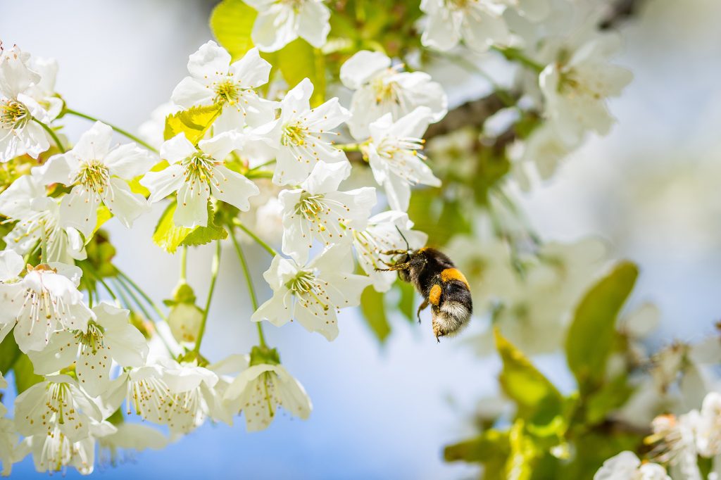 bestuiving is belangrijk voor de biodiversiteit