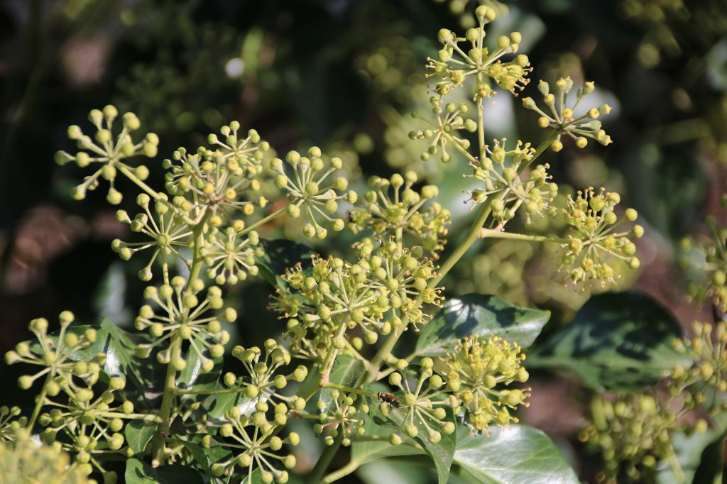 Hedera hibernica is een waardplant voor bijen