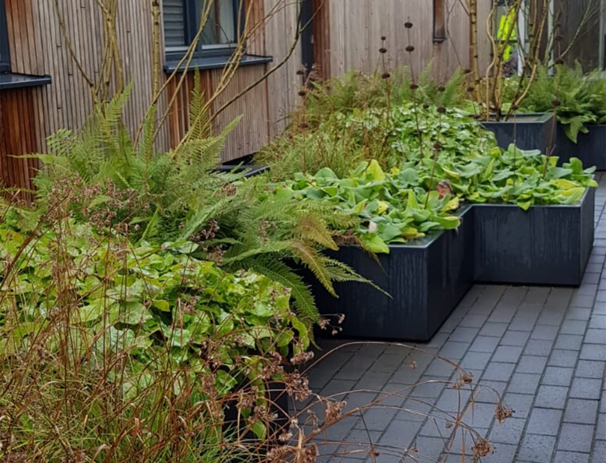 Schaduwplanten: minder zonlicht, genoeg kleur!