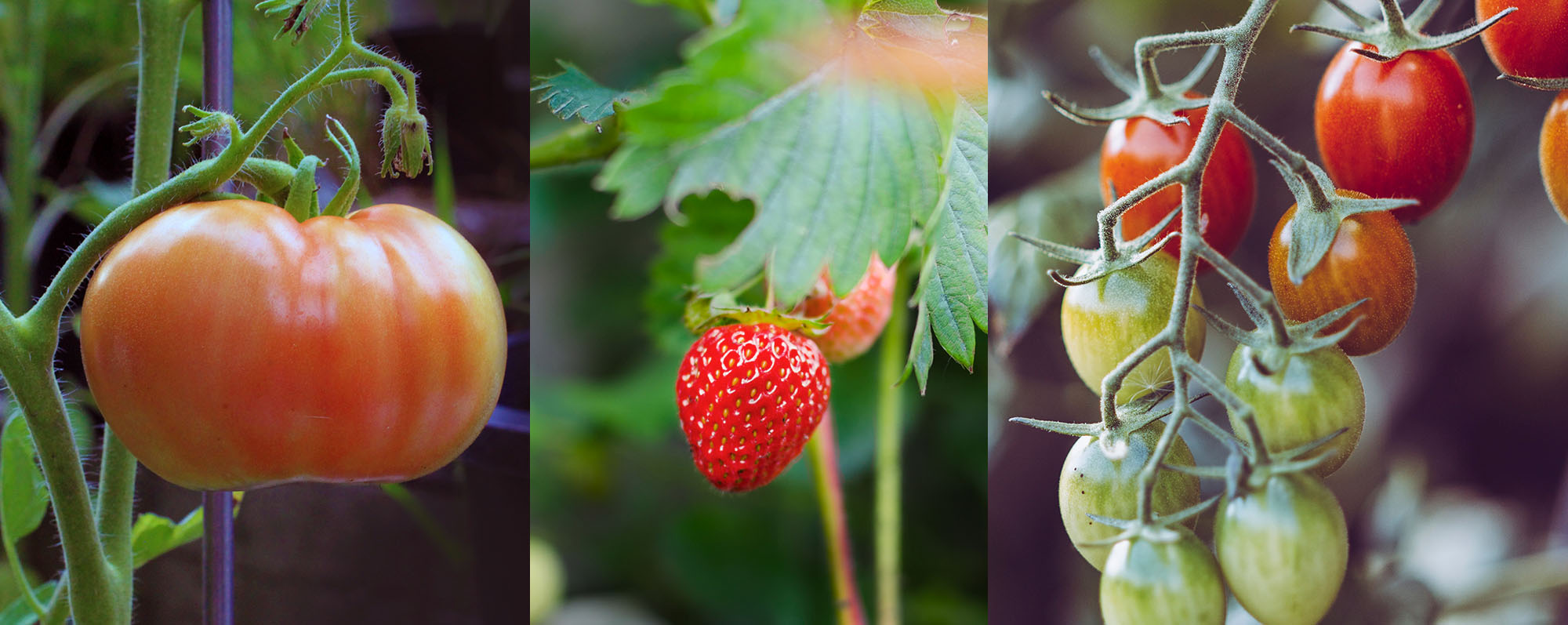 Van siertuin naar siermoestuin