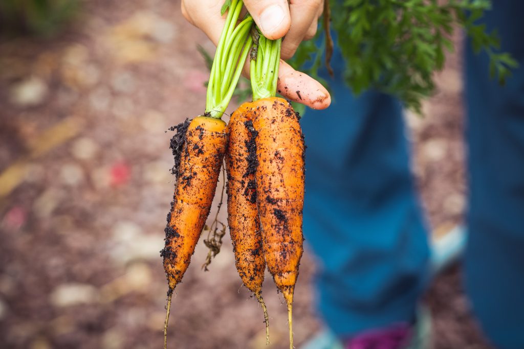 wortel uit eigen moestuin