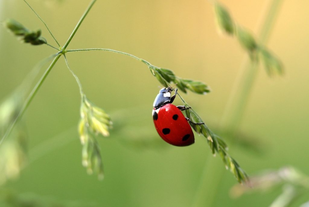 de natuurlijke vijand van wolluizen