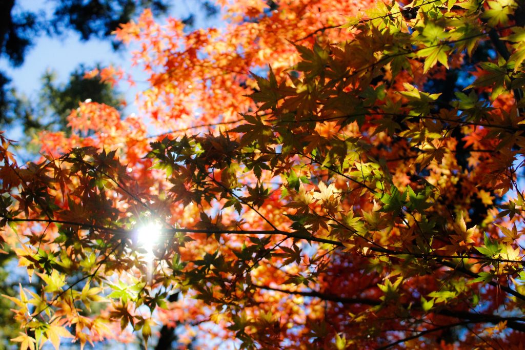 Bomen in de herfst met zon