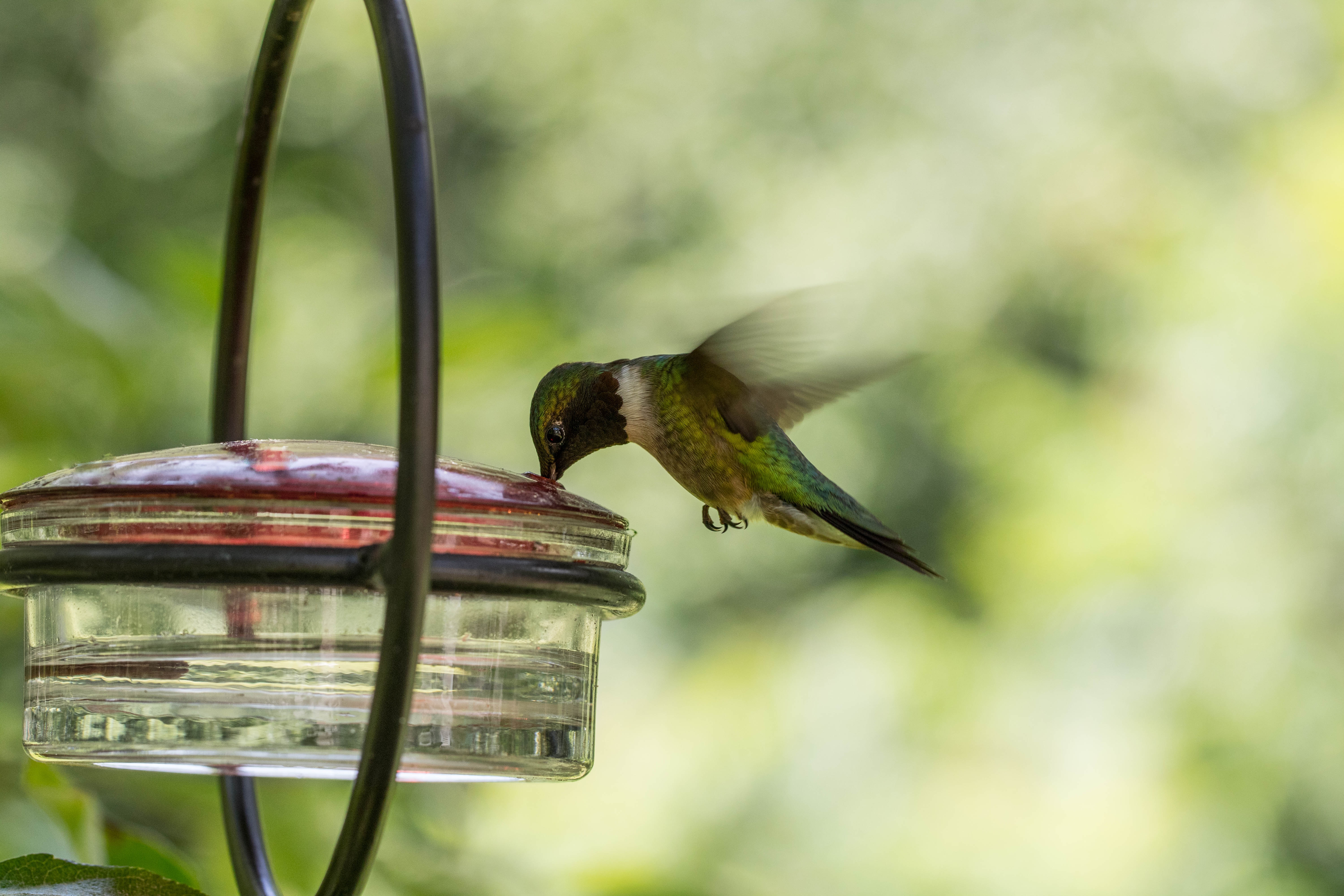 Water in de tuin als drinkplaats voor verschillende dieren