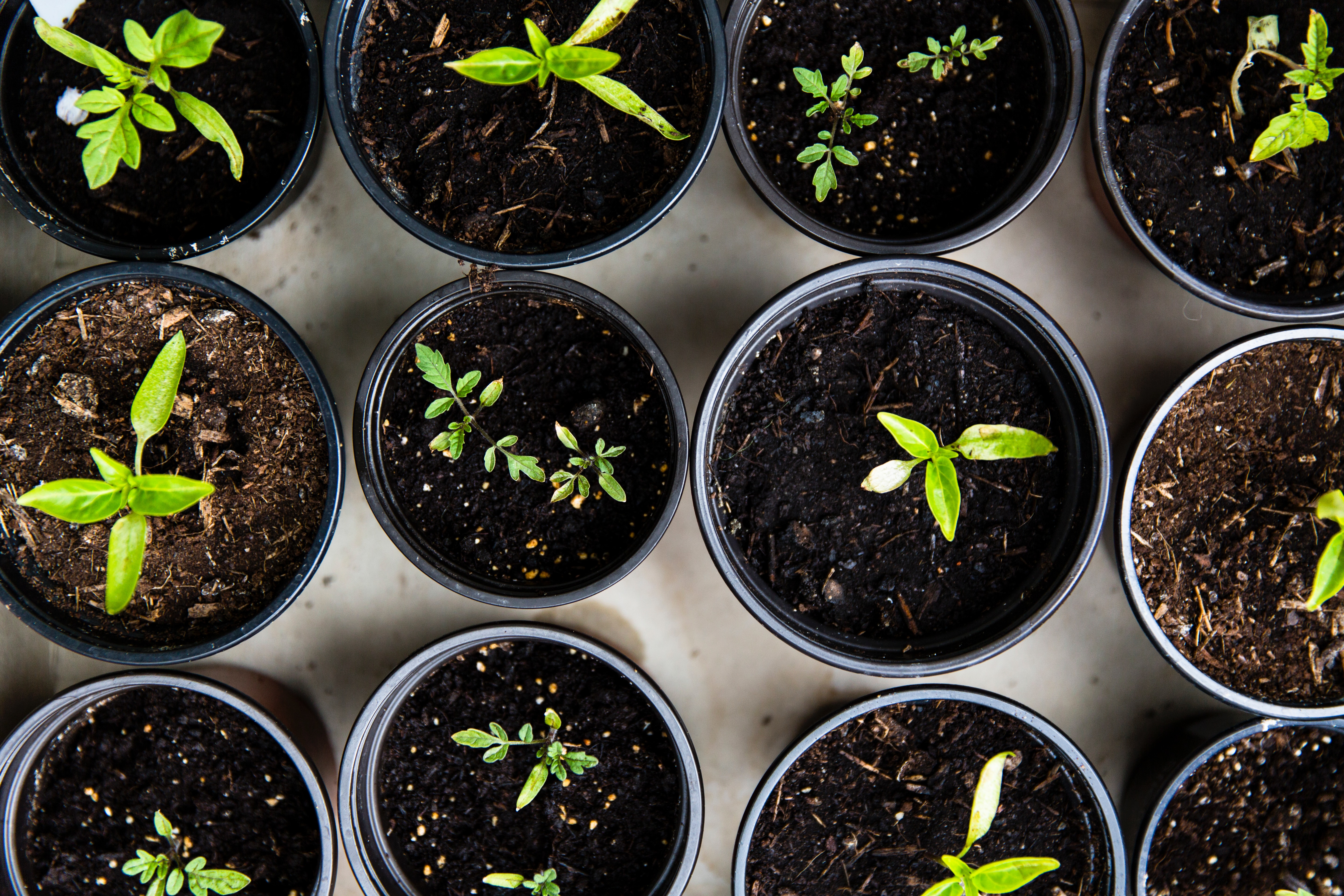 Hoe verbeter je de ecologische voetafdruk met je tuin?