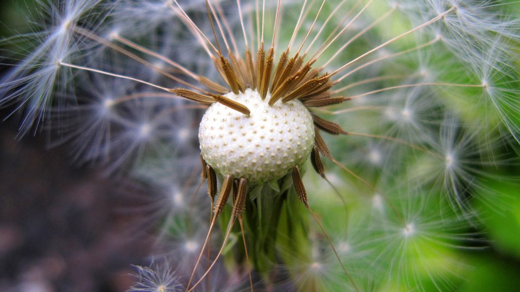 Paardebloemen bestrijden met gifstoffen