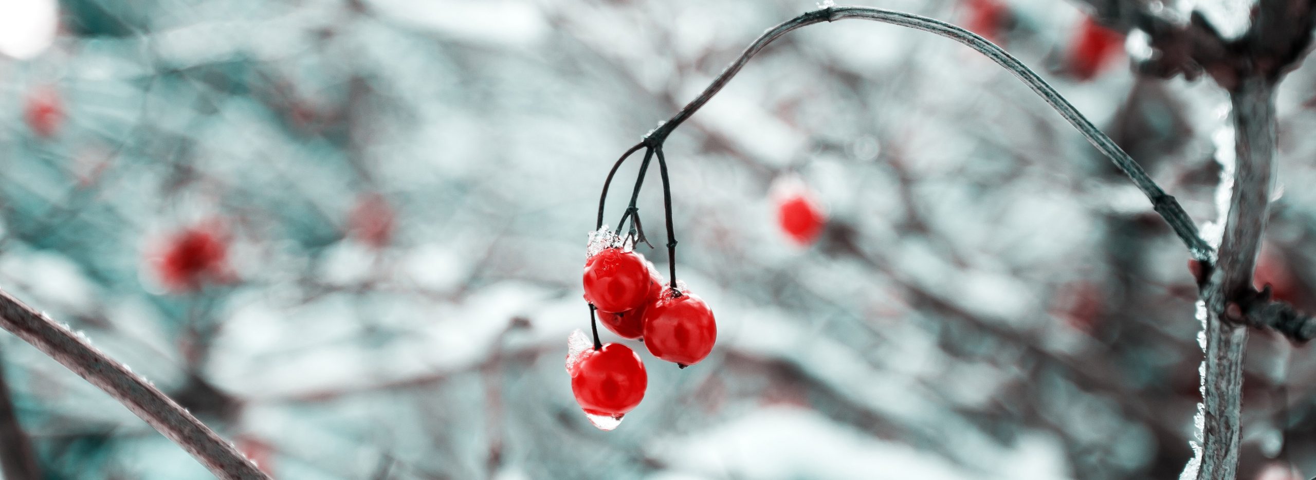 Ga goed voorbereid de winter in met je tuin