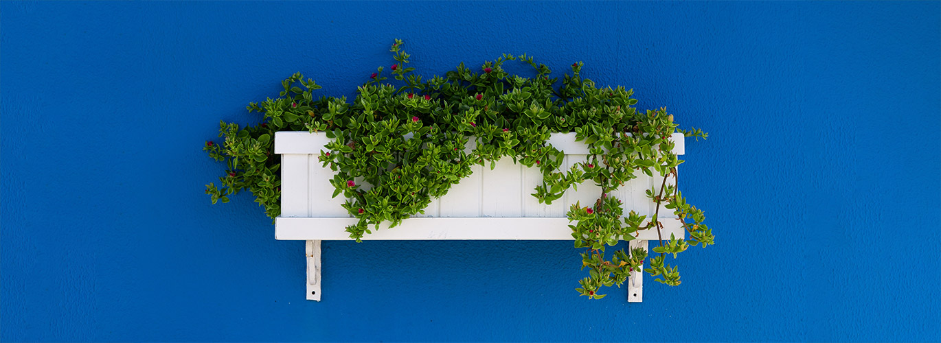 De verzorging van planten in plantenbakken