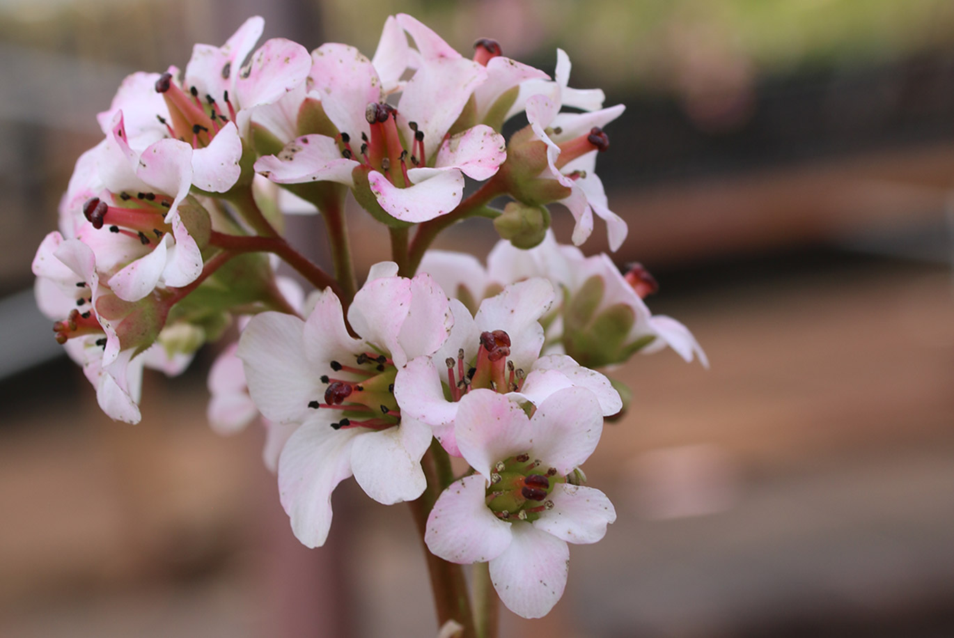 Planten als balancerende factor in de tuin