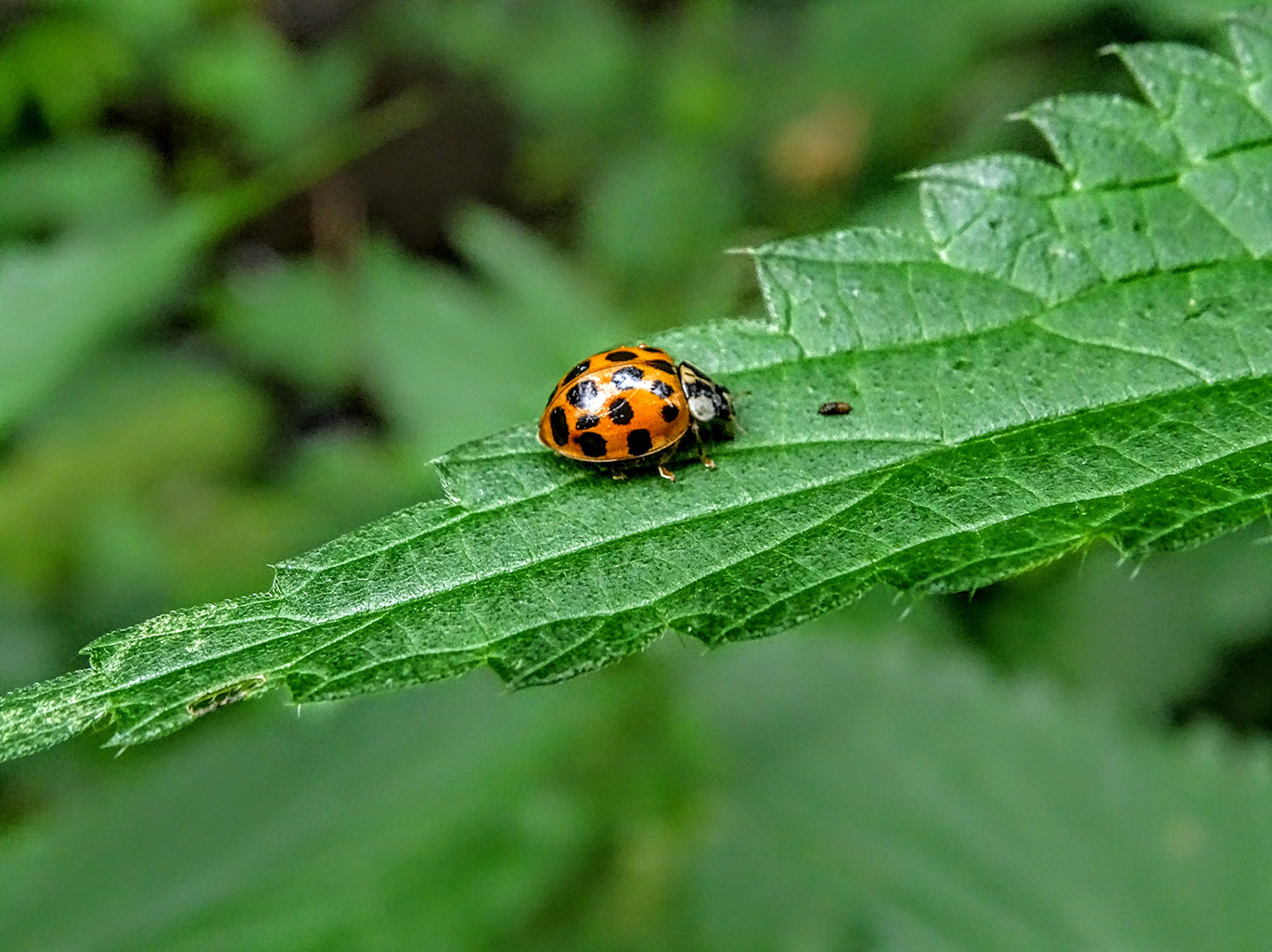 natuurlijke vijanden