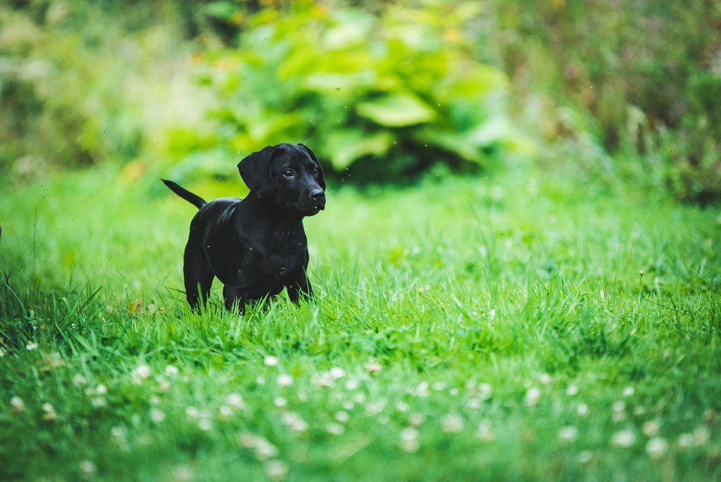 hondvriendelijke tuin