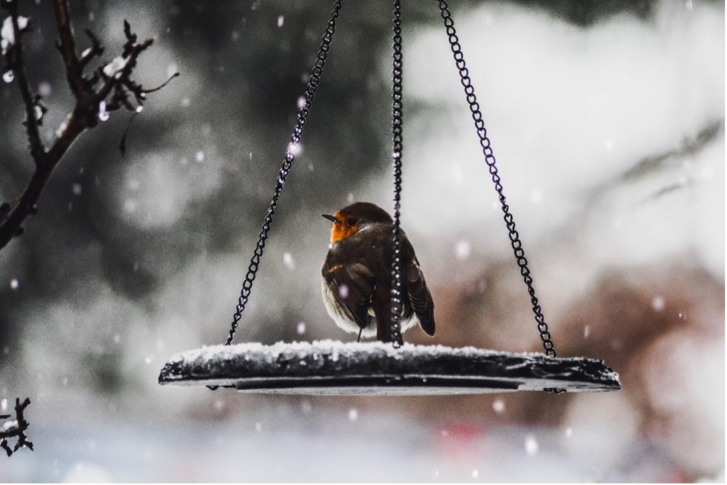 Vogels winter